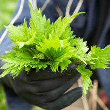 Load image into Gallery viewer, Stinging Nettle - Fresh - Pacific Wild Pick