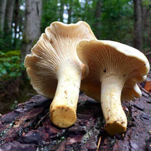 Load image into Gallery viewer, White Chanterelle - PRE-ORDER.