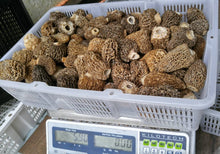 Load image into Gallery viewer, Wholesale FRESH Gucchi Mushrooms - Pacific Wild Pick
