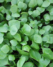 Load image into Gallery viewer, Wild Foraged Miners Lettuce - Pacific Wild Pick