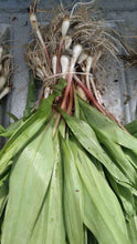 Load image into Gallery viewer, wild ramps for sale - Pacific Wild Pick