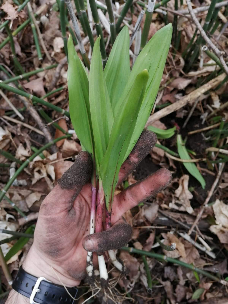 Wild Leeks Ramps Ail Des Bois Pacific Wild Pick