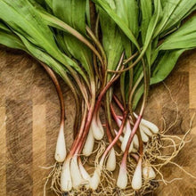 Load image into Gallery viewer, Ramps: Wild Leeks sustainable harvest.