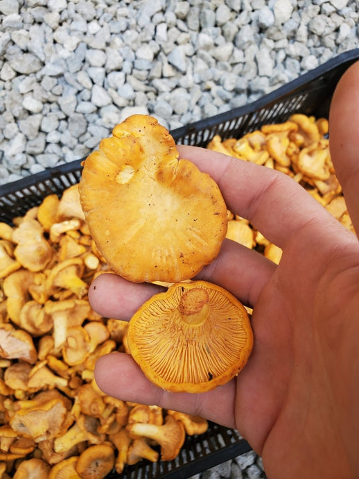 2024 Saskatchewan Chanterelle Harvest Report: A Promising Start Cut Short by Drought