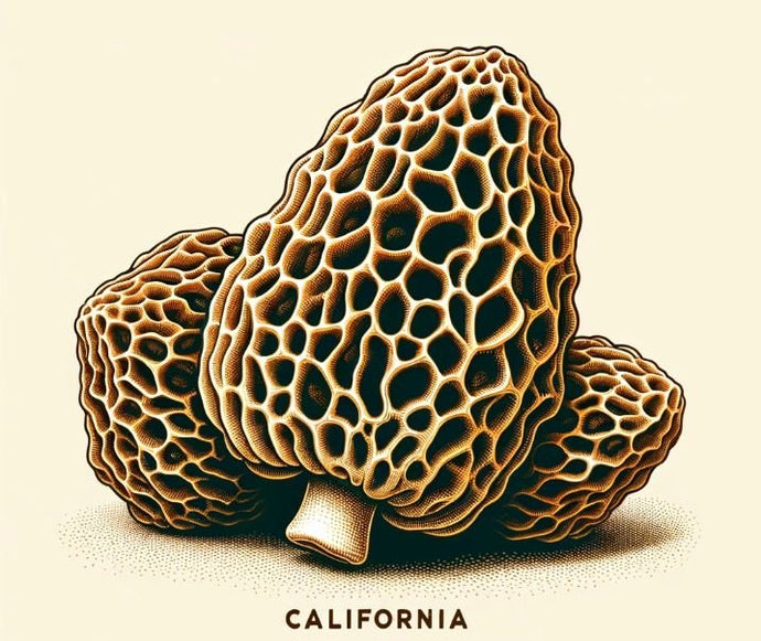 A Tale of Two Varieties: California Orchard Morels vs Fire Morels