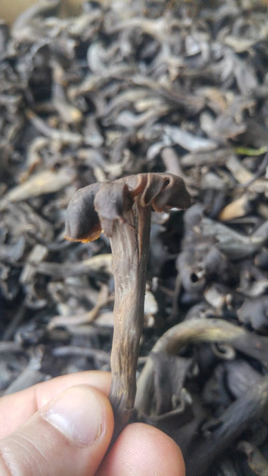 Black Trumpet Mushroom Risotto