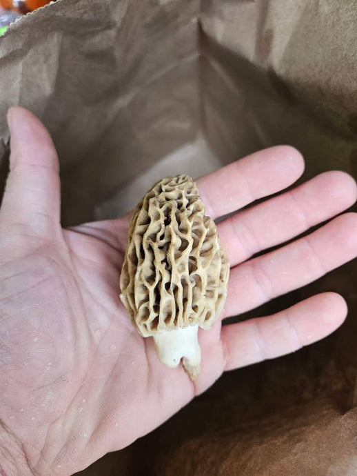 "Foraged Gold: State of the 2024's Fresh Morel Mushrooms