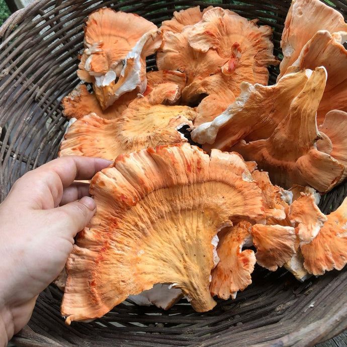 Mushroom Magic: Discovering the Meaty and Delicious Chicken of the Woods