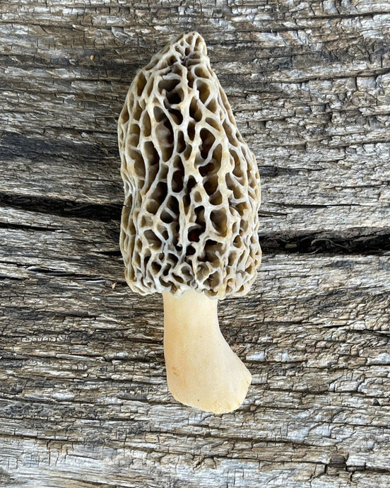 My Morels are warmy. What Do I Do?