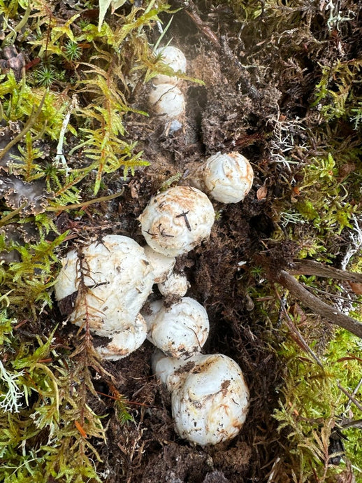 The 2024 Matsutake Mushroom Harvest: Bringing the Forest’s Rarest Delicacy to Your Plate with Pacific Wild Pick