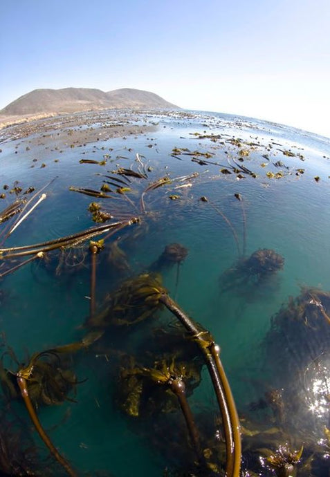 The Benefits of Kelp: 6 Wonders of This Underwater Superfood
