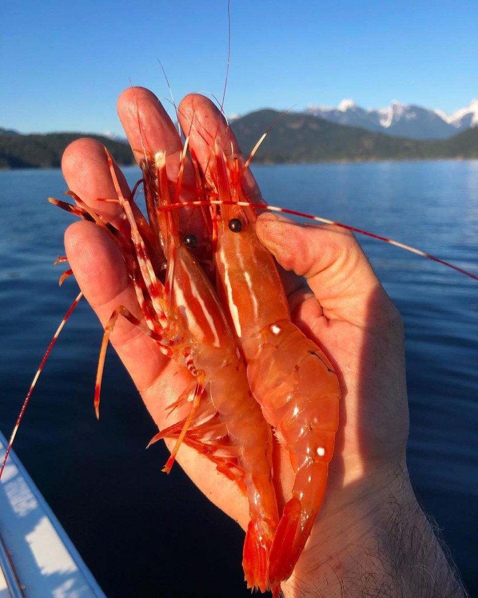 unleash-your-inner-hunter-gatherer-eat-pacific-wild-pick-pacific