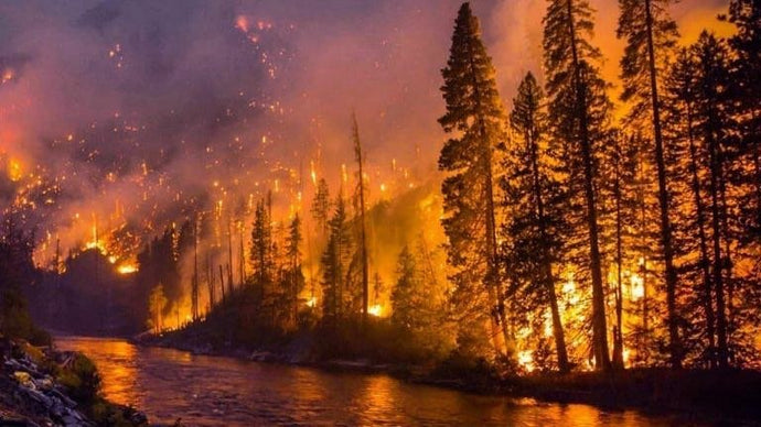 Wildfire Disrupts 2023 Morel Harvest in Northern British Columbia: Safety First!