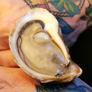 Acadian Pearl Oyster - Pacific Wild Pick