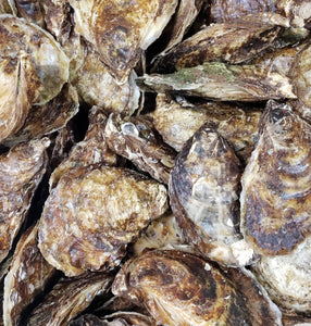 Acadian Pearl Oyster - Pacific Wild Pick