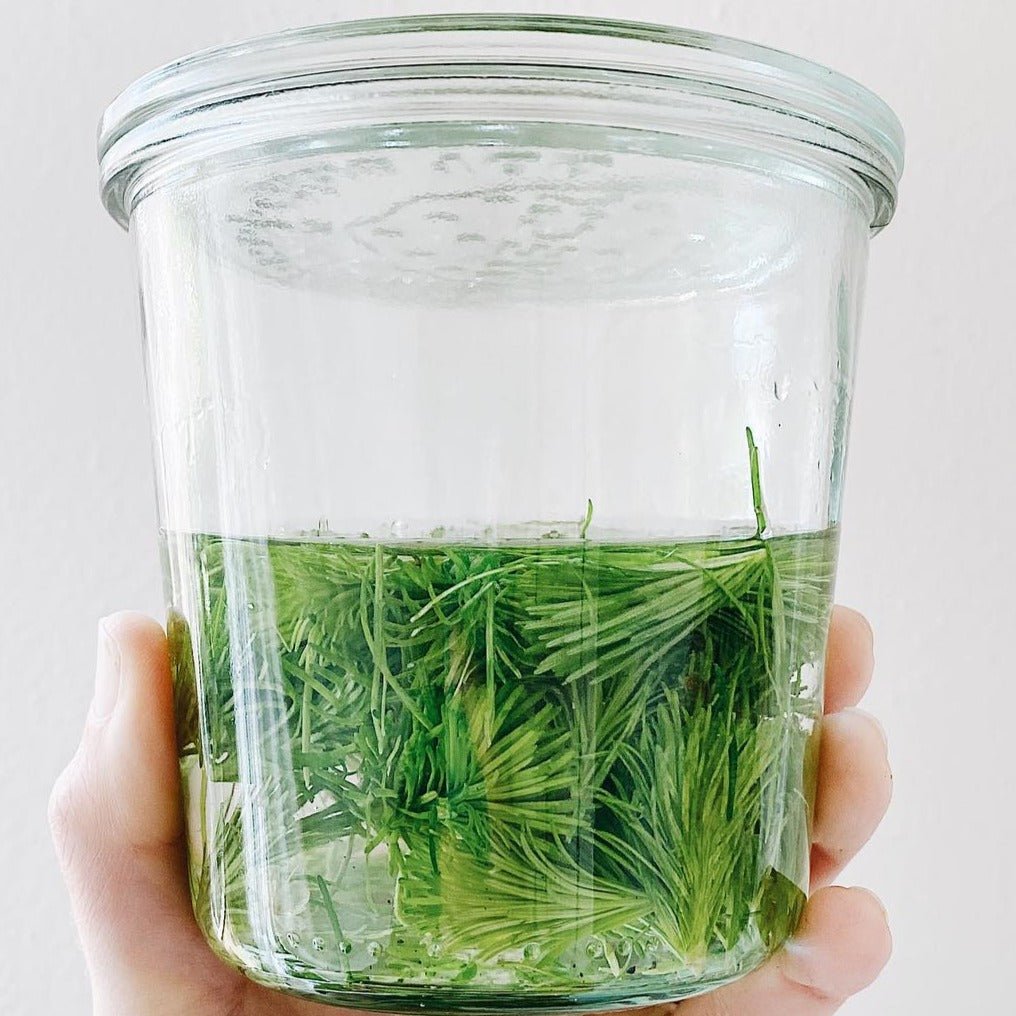 Canadian Spruce Tip Jelly | Pacific Wild Pick