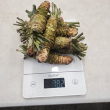 Load image into Gallery viewer, Chef Quality Wasabi Root 山葵 - Next Day Shipping - Pacific Wild Pick
