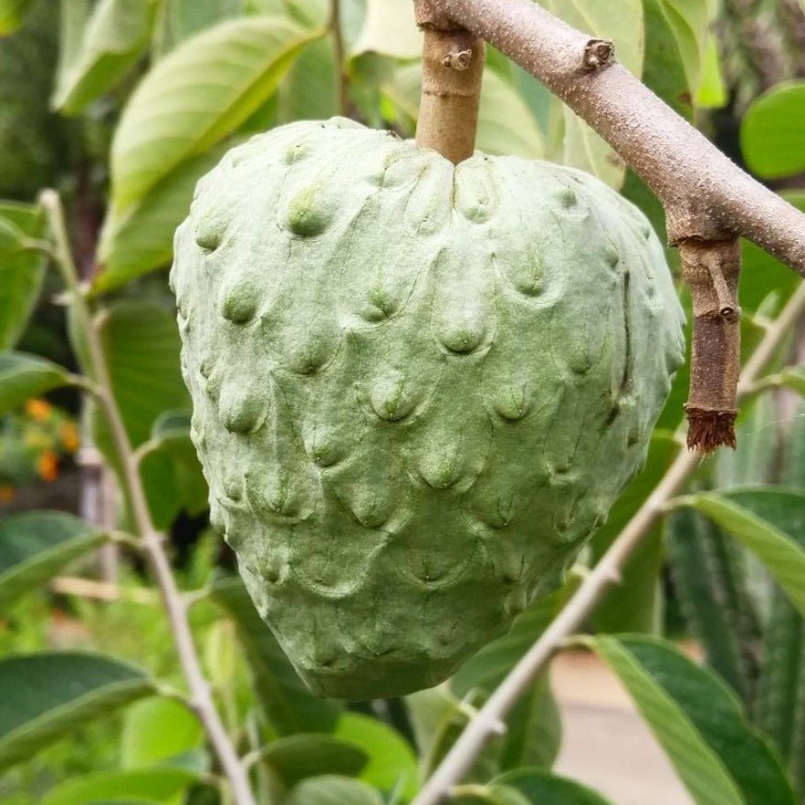 Cherimoyas - Pacific Wild Pick