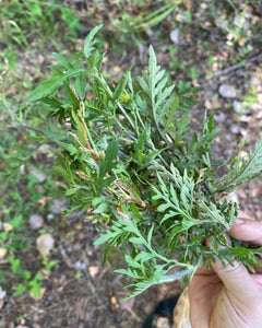 Dried Mugwort Leaves - Brewing Quality - Pacific Wild Pick