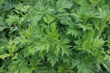 Load image into Gallery viewer, Dried Mugwort Leaves - Brewing Quality - Pacific Wild Pick
