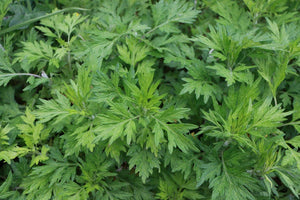 Dried Mugwort Leaves - Brewing Quality - Pacific Wild Pick