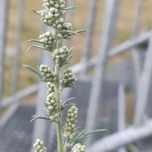 Load image into Gallery viewer, Dried Mugwort Leaves - Brewing Quality - Pacific Wild Pick
