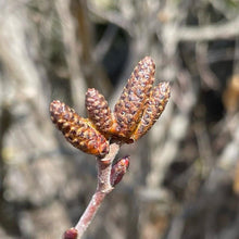 Load image into Gallery viewer, DUNE PEPPER (ALDER CATKINS) - Pacific Wild Pick
