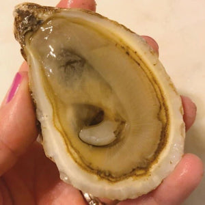 French Kiss Oysters - In Shall - Pacific Wild Pick