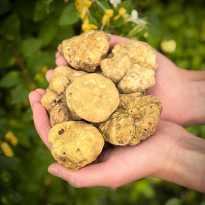 Fresh Alba White Truffle (Tuber Magnatum Pico) - Pacific Wild Pick