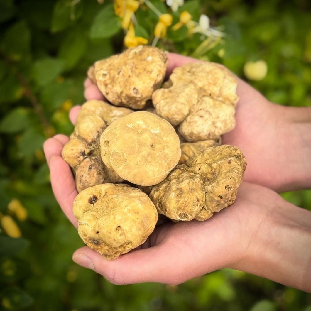 Fresh Alba White Truffle (Tuber Magnatum Pico) - Pacific Wild Pick