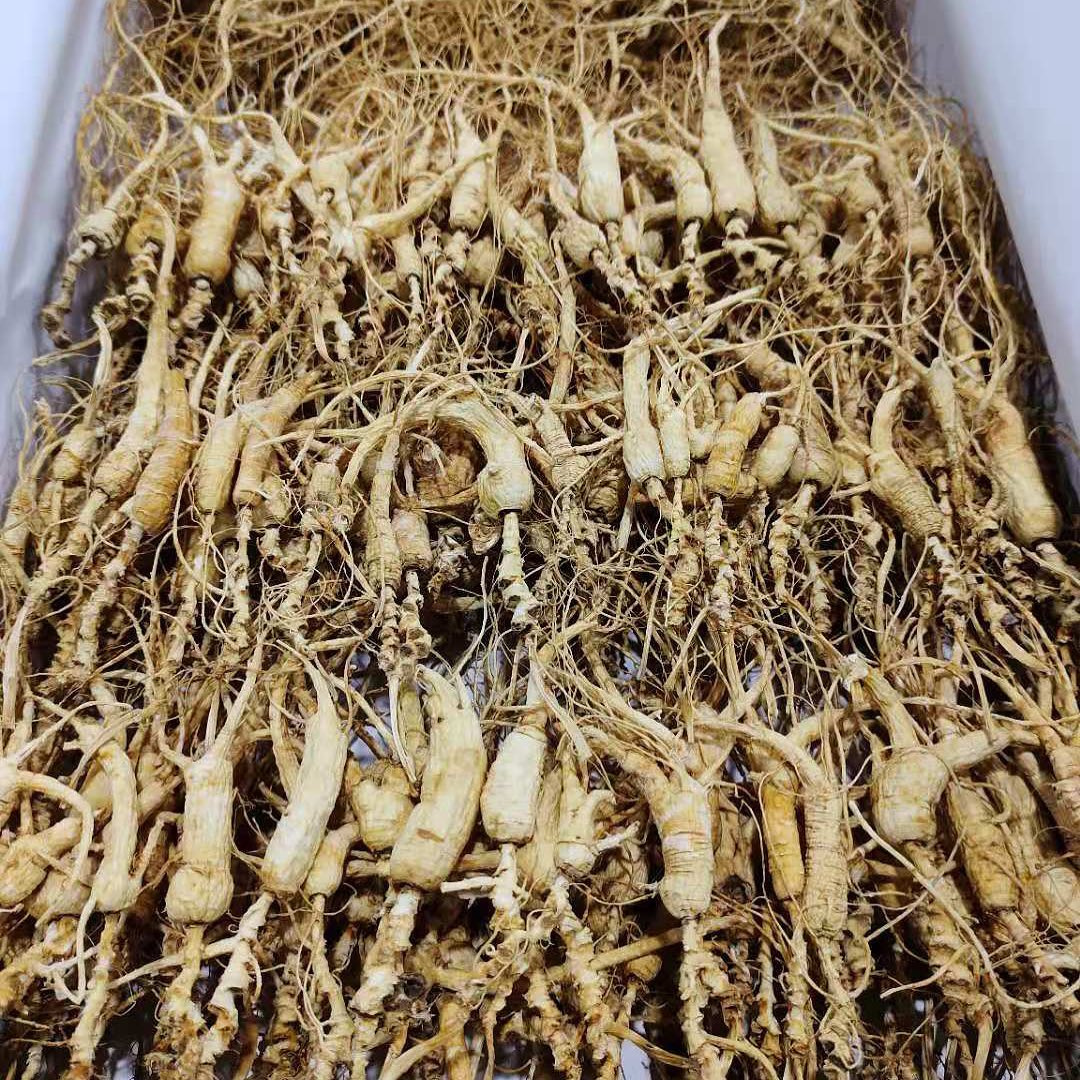 Fresh Ginseng Root