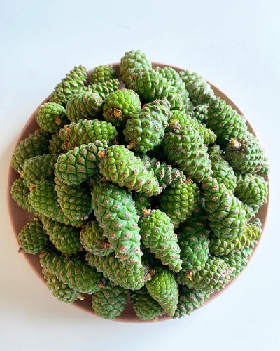 Fresh Green Baby Pine Cone - Pacific Wild Pick