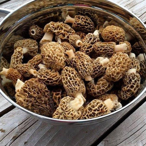 Fresh Himaleyan Morels 2025 - Pacific Wild Pick