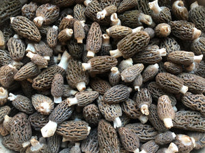 Fresh Himaleyan Morels 2025 - Pacific Wild Pick