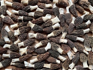 Fresh Himaleyan Morels 2025 - Pacific Wild Pick