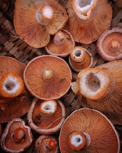 Load image into Gallery viewer, Fresh Saffron Milk Caps - Pacific Wild Pick
