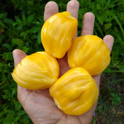 Fresh whole Jackfruit - Pacific Wild Pick