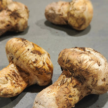 Load image into Gallery viewer, Frozen High Grade Matsutake - Pacific Wild Pick
