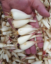 Load image into Gallery viewer, FROZEN Wild Leeks - Ramps Ail Des Bois - Pacific Wild Pick

