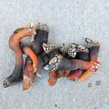 Load image into Gallery viewer, Gooseneck Barnacles - Percebes FRESH - Pacific Wild Pick
