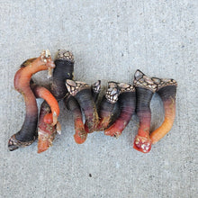 Load image into Gallery viewer, Gooseneck Barnacles - Percebes FRESH - Pacific Wild Pick
