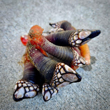 Load image into Gallery viewer, Gooseneck Barnacles - Percebes FRESH - Pacific Wild Pick
