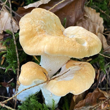 Load image into Gallery viewer, Hedgehog Mushrooms - Pied De Mouton - Pacific Wild Pick
