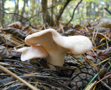 Load image into Gallery viewer, Hedgehog Mushrooms - Pied De Mouton - Pacific Wild Pick
