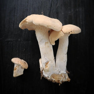 Hedgehog Mushrooms - Pied De Mouton - Pacific Wild Pick