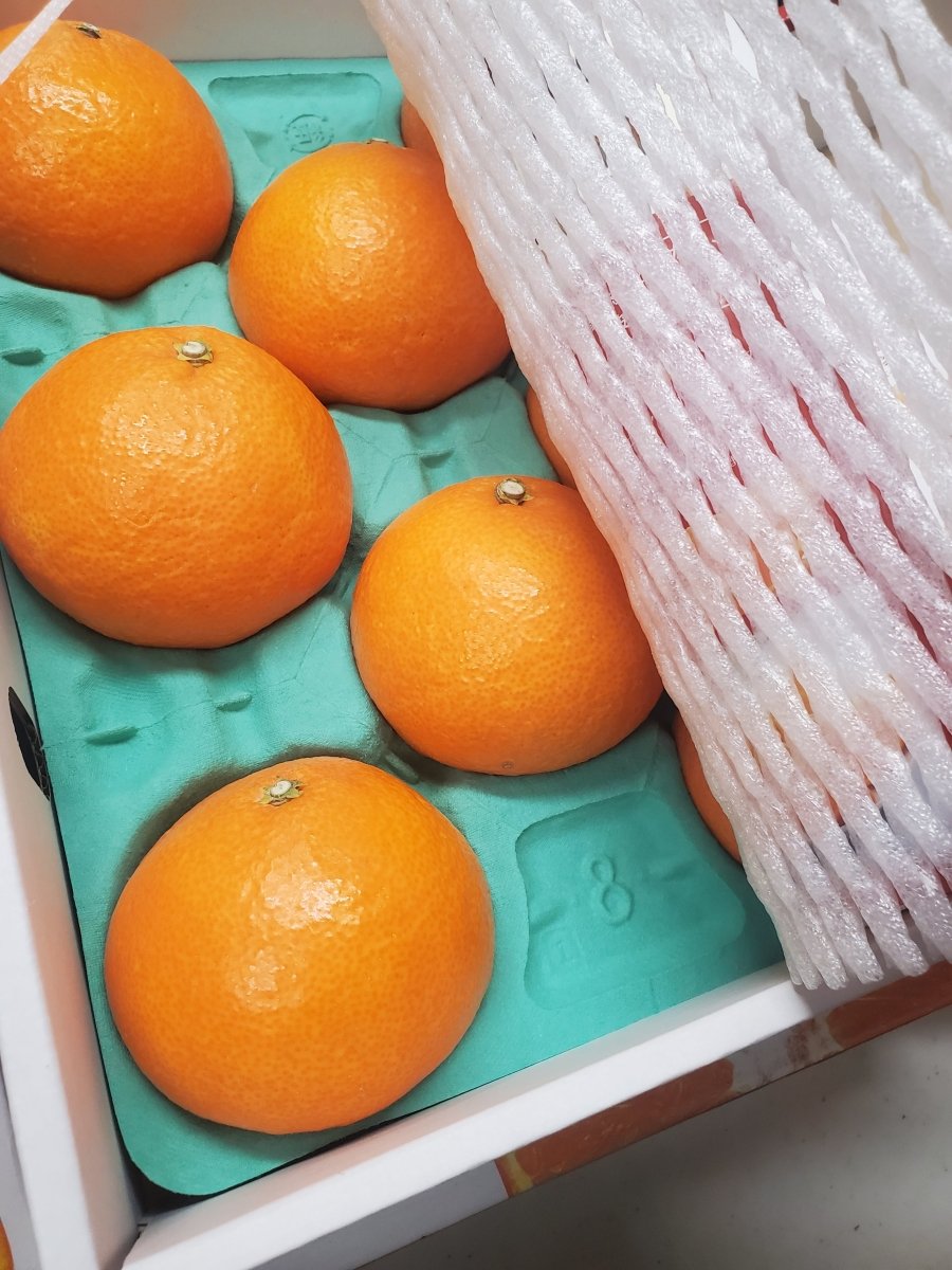 Ehime Mikan Gift Box - Pacific Wild Pick