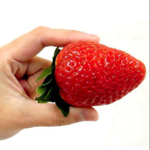 Japan Nara Strawberry - Pacific Wild Pick