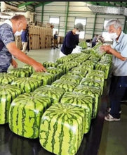 Load image into Gallery viewer, Japan Square Watermelon Gift Box - Reserve Only - Pacific Wild Pick
