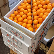 Load image into Gallery viewer, Japanese Kumquats – Kinkan (金柑) - Pacific Wild Pick
