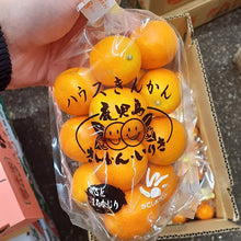 Load image into Gallery viewer, Japanese Kumquats – Kinkan (金柑) - Pacific Wild Pick

